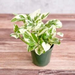 Epipremnum Aureum 'Pearls And Jade' Pothos