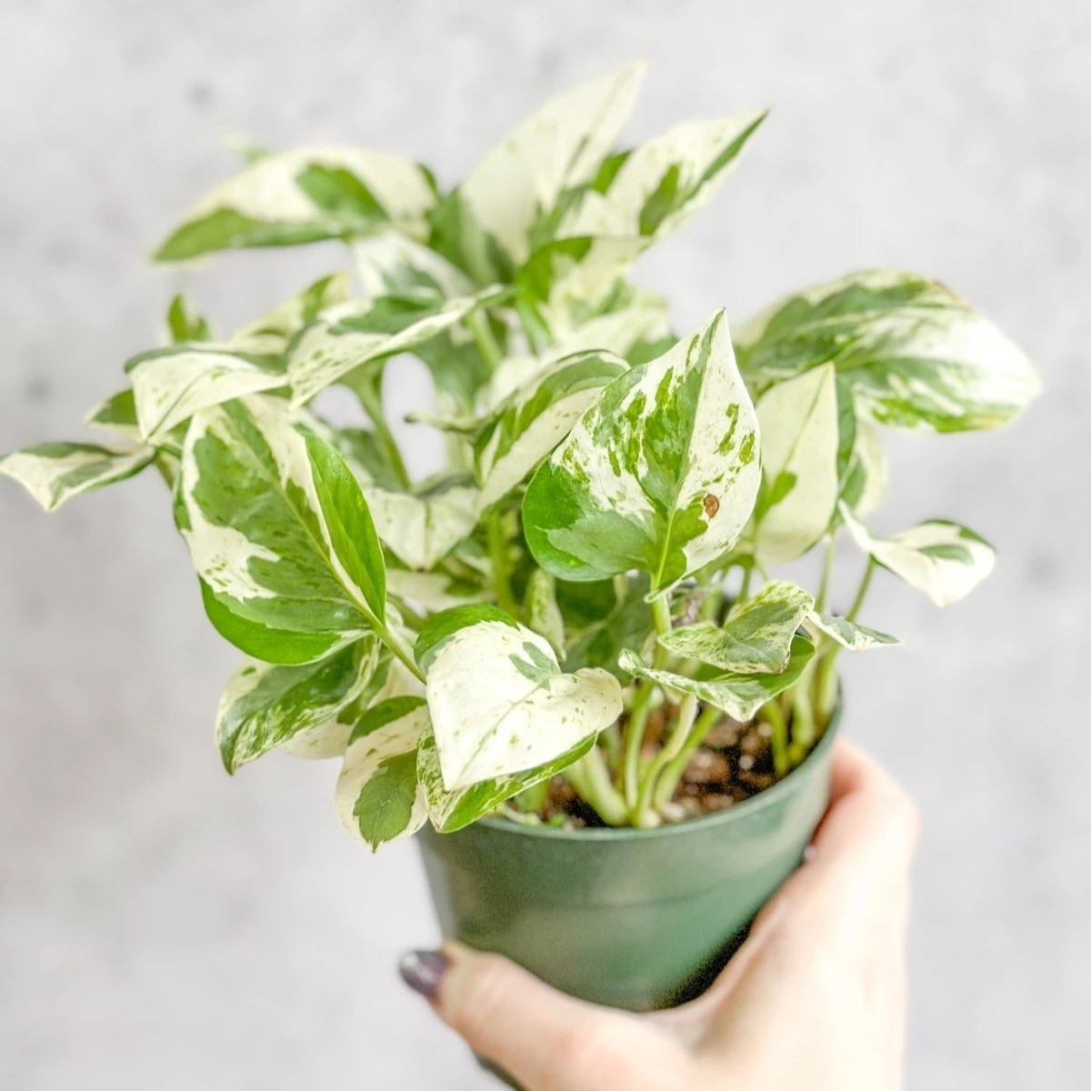 Epipremnum Aureum 'Pearls And Jade' Pothos - Image 2