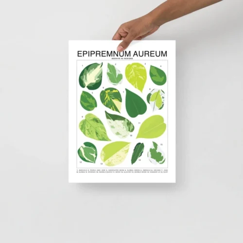 Epipremnum Aureum (Pothos) ID Chart Houseplant Art Print