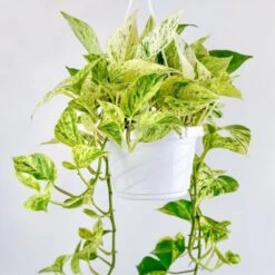 Epipremnum Aureum - ‘Snow Queen’ Pothos Hanging Basket