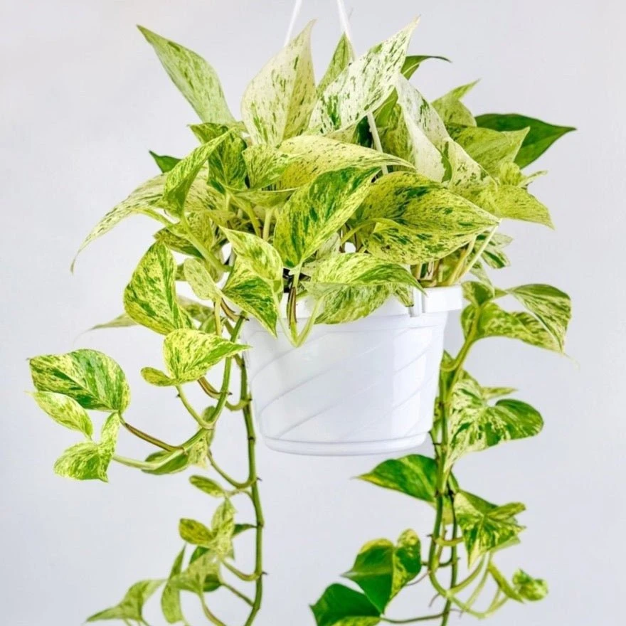 Epipremnum Aureum - ‘Snow Queen’ Pothos Hanging Basket