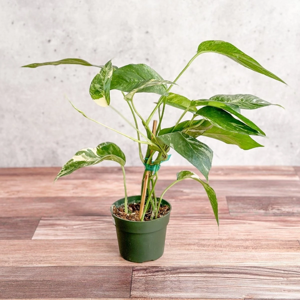 Epipremnum Pinnatum Albo - Rare Variegated Pothos - Image 3