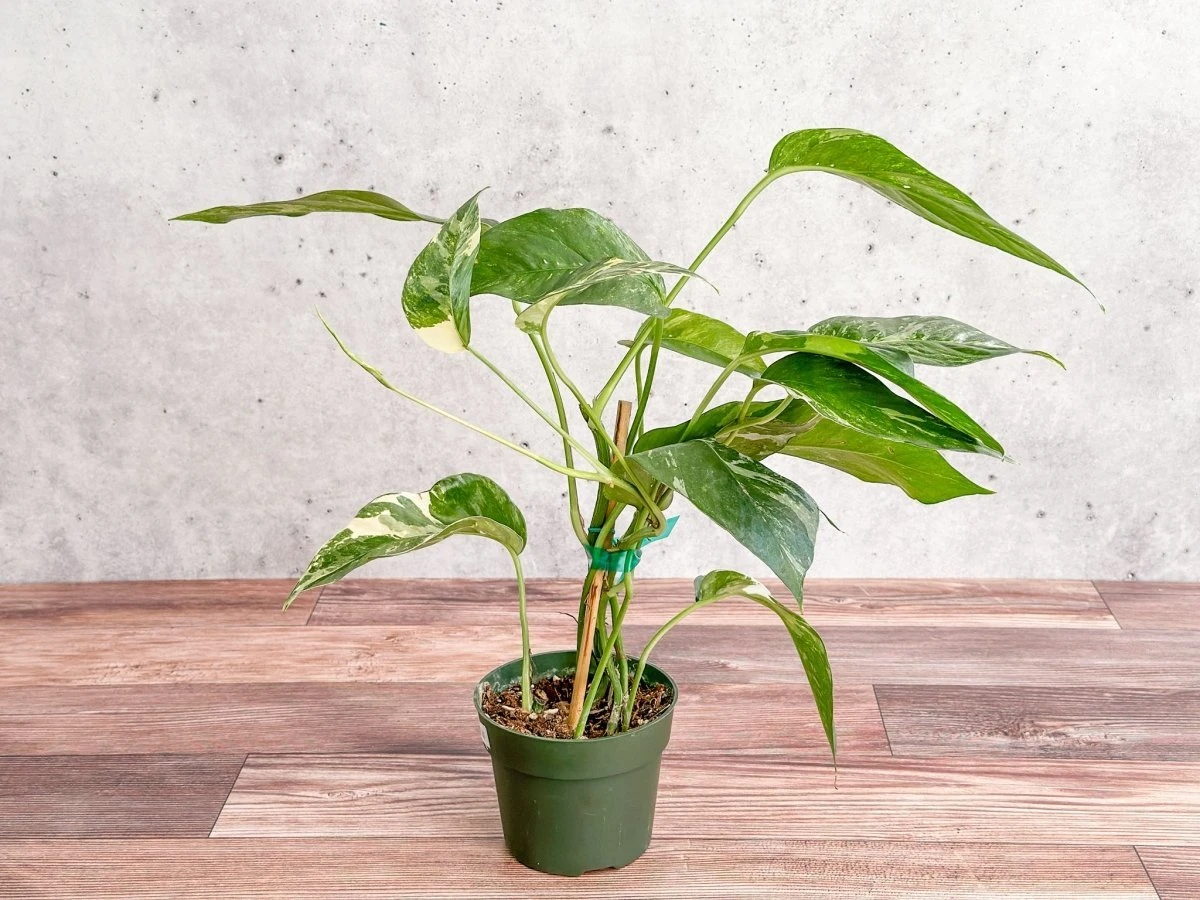 Epipremnum Pinnatum Albo - Rare Variegated Pothos - Image 2