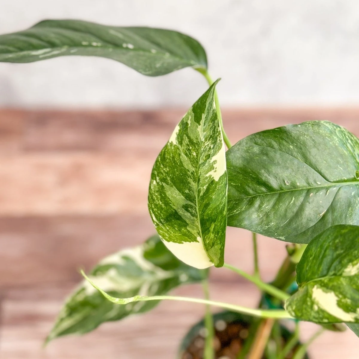 Epipremnum Pinnatum Albo - Rare Variegated Pothos - Image 4