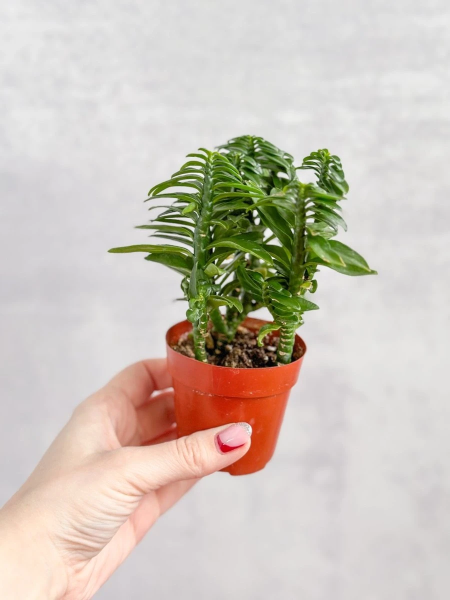 Euphorbia Tithymaloides - Devils Backbone - 3 Inch - Image 4