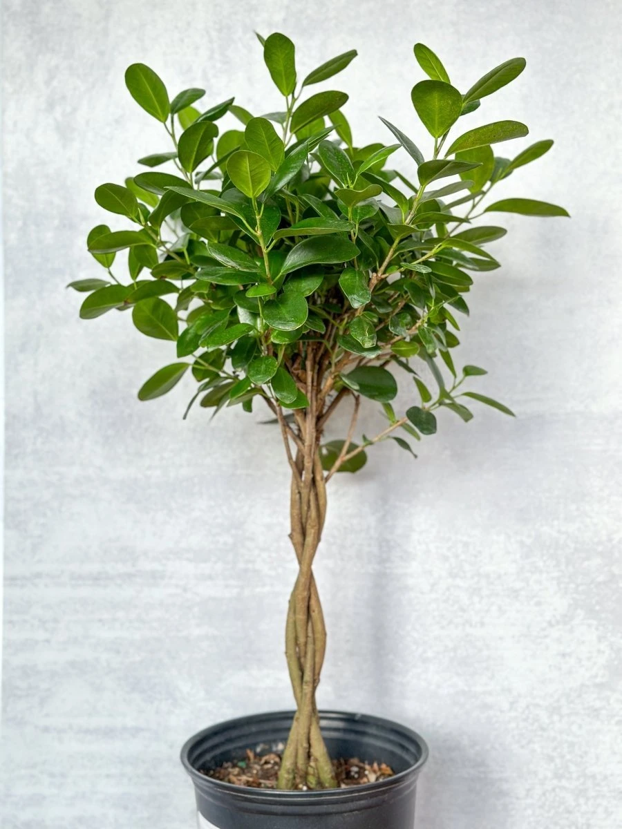 Ficus Benjamina - Braided Ficus Floor Plant - Image 2
