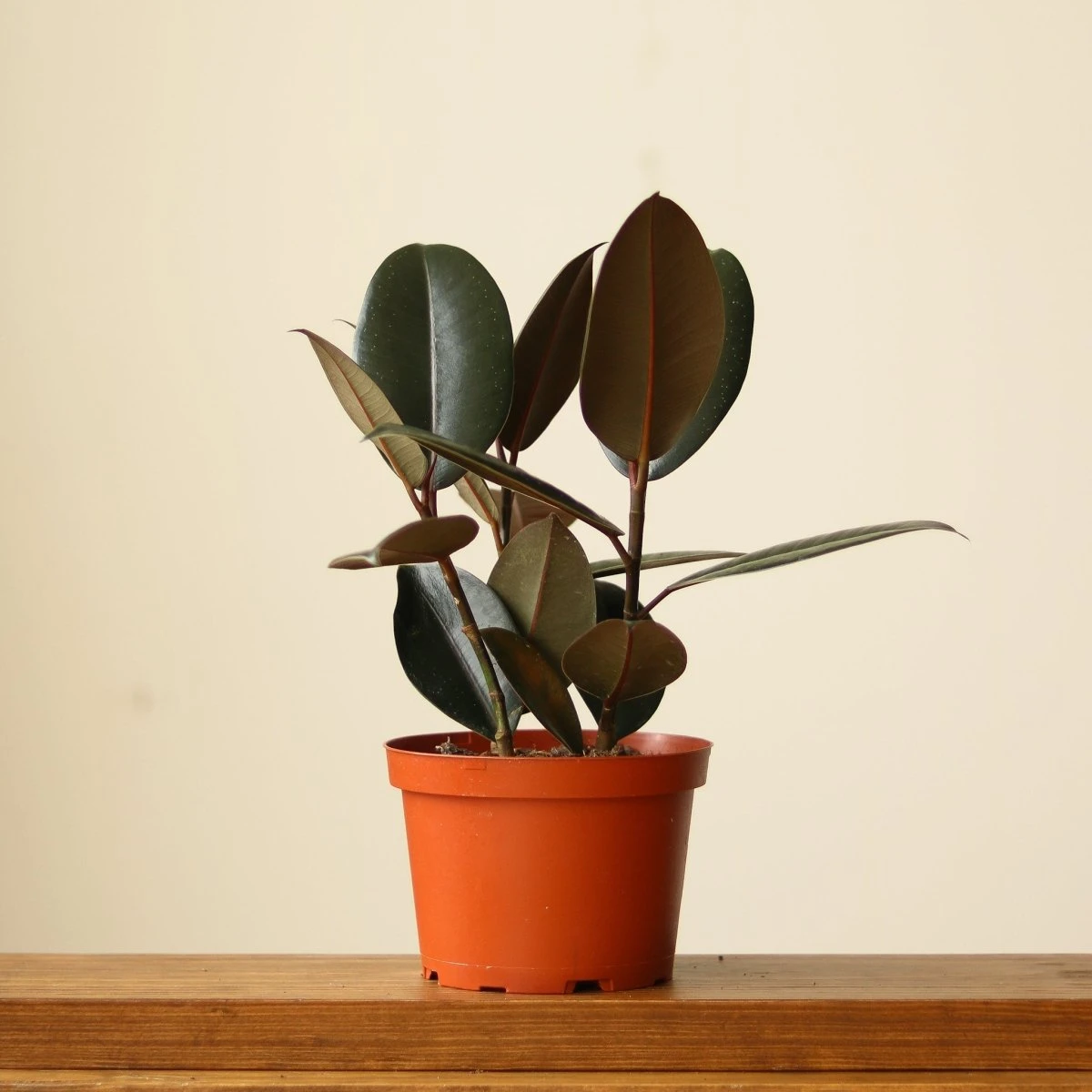 Ficus 'Burgundy' Rubber Plant - Image 6
