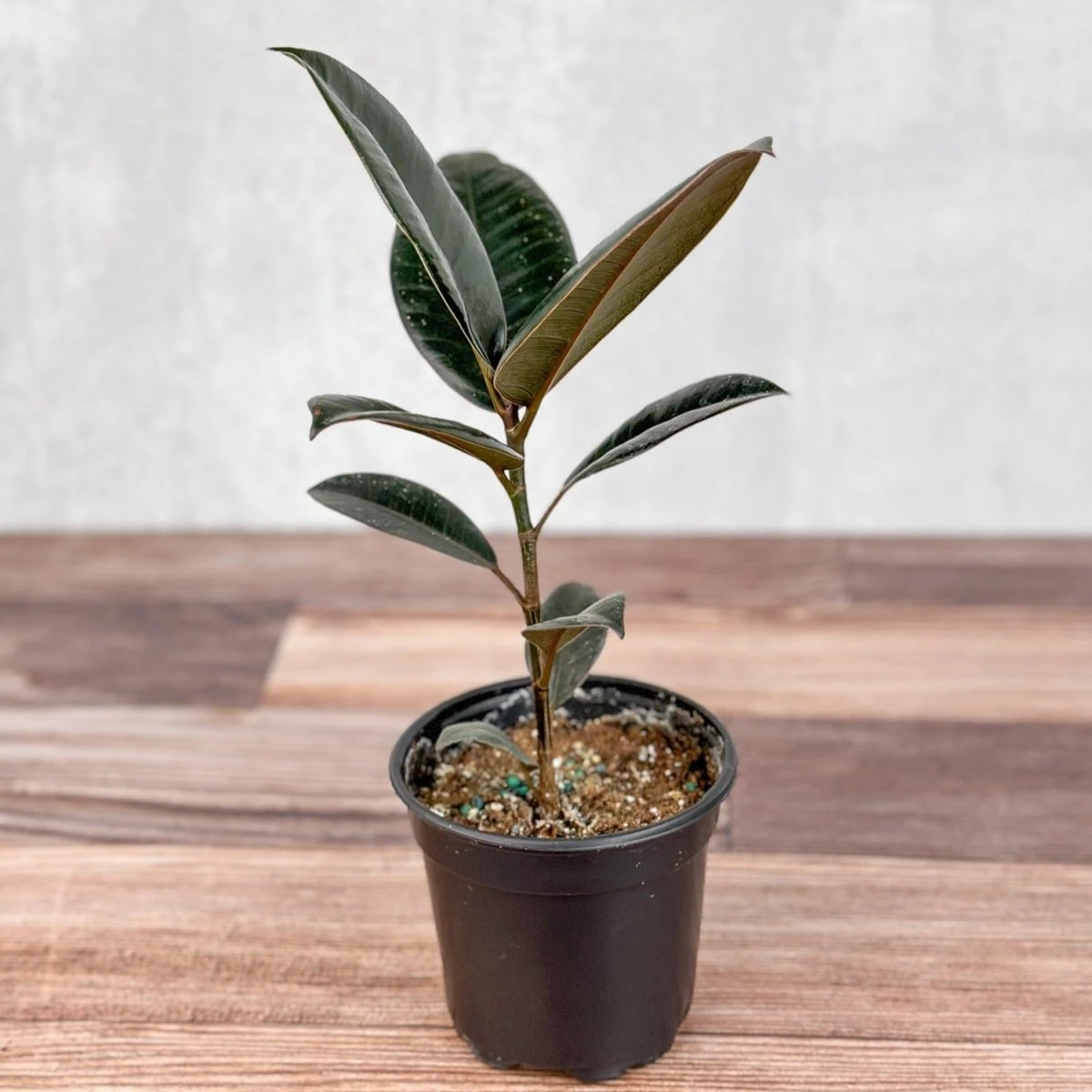 Ficus 'Burgundy' Rubber Plant - Image 3