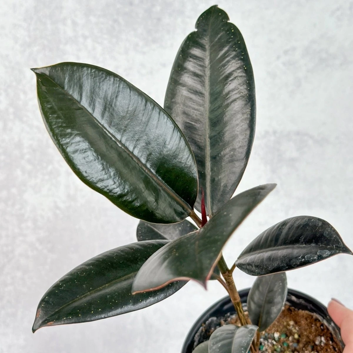 Ficus 'Burgundy' Rubber Plant