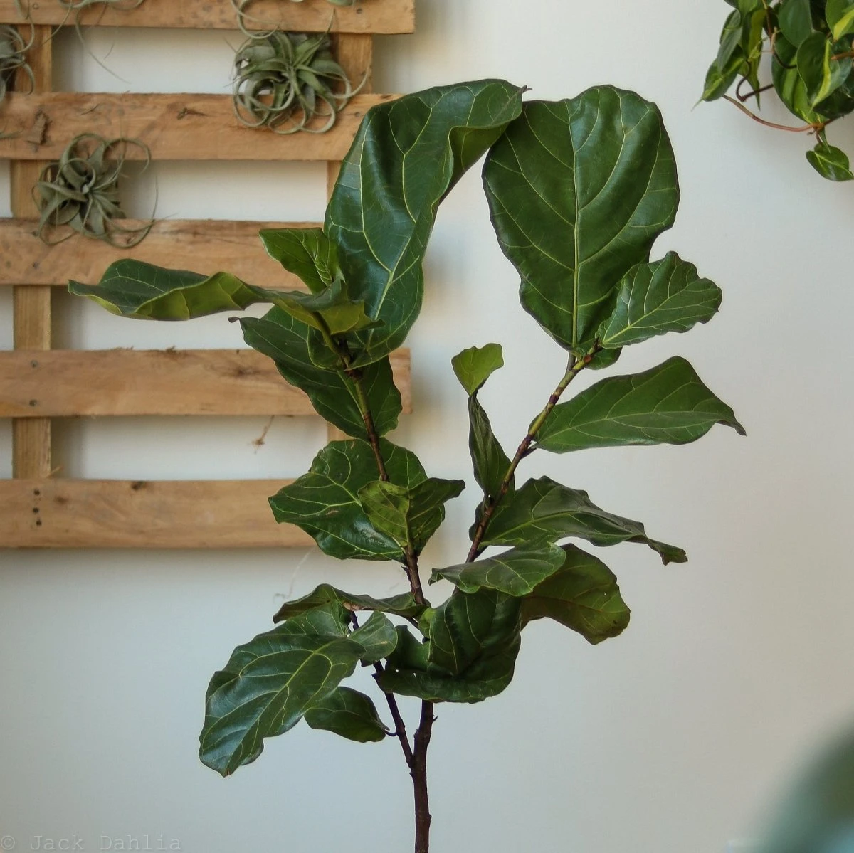Ficus Lyrata 'Fiddle Leaf Fig' - Various Sizes Large Floor Plant - Image 5