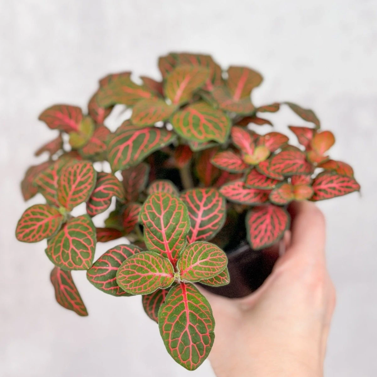 Fittonia Albivenis - Mosaic/Nerve Plant - Various Sizes - Image 8
