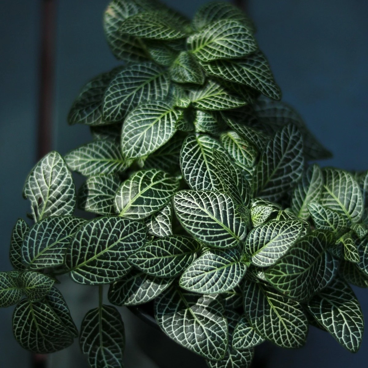 Fittonia Albivenis - Mosaic/Nerve Plant - Various Sizes - Image 7