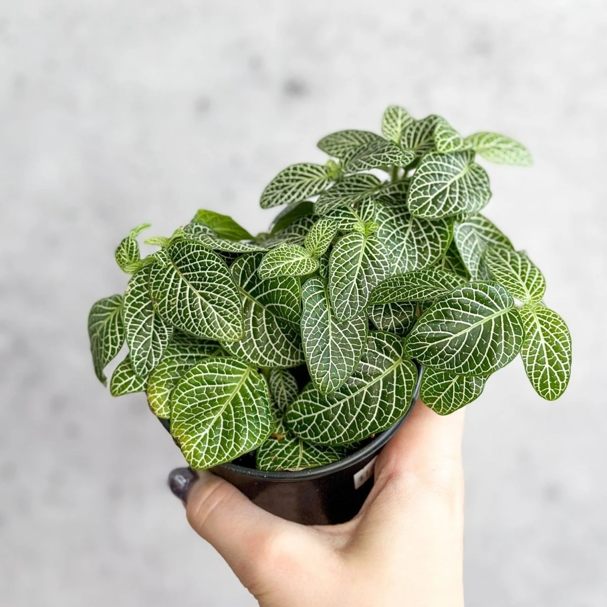 Fittonia Albivenis - Mosaic/Nerve Plant - Various Sizes - Image 5