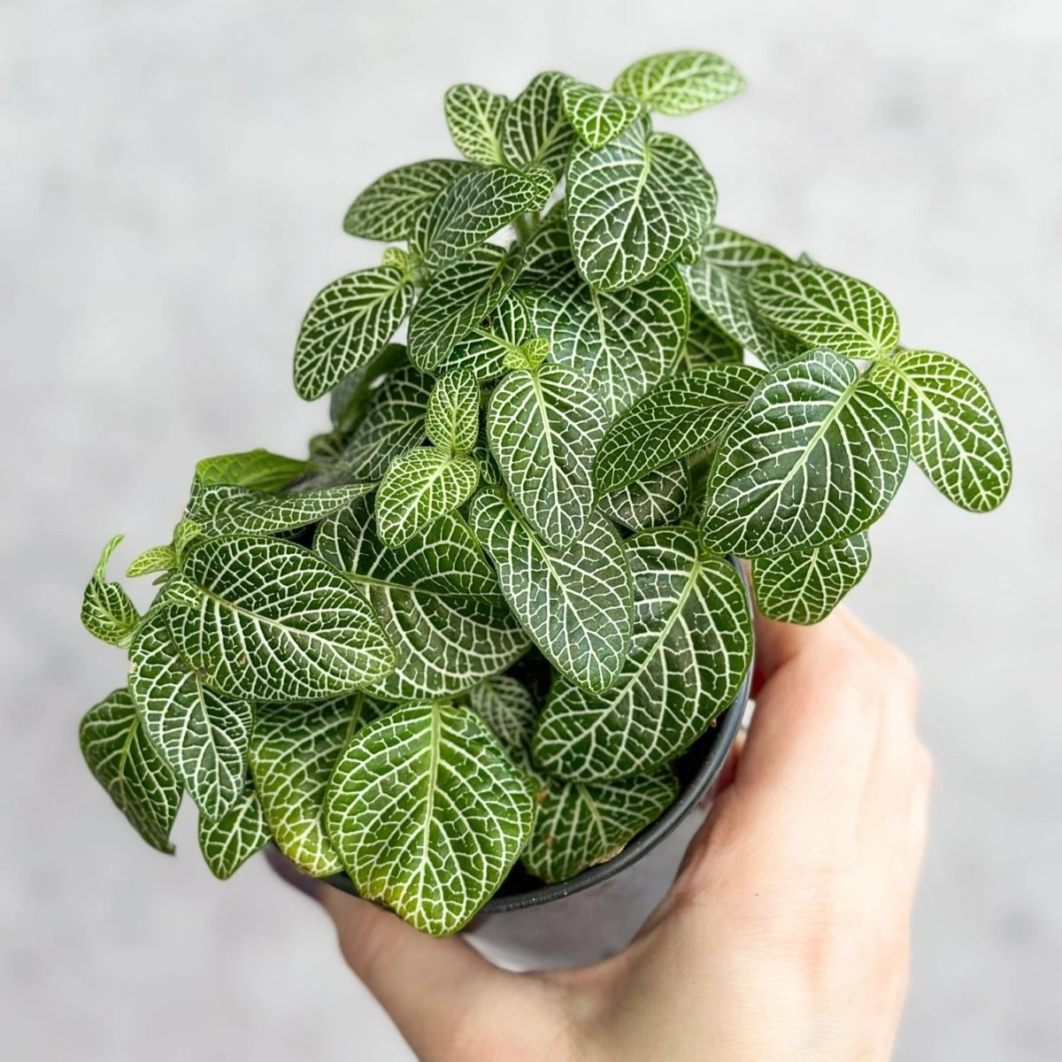 Fittonia Albivenis - Mosaic/Nerve Plant - Various Sizes - Image 4