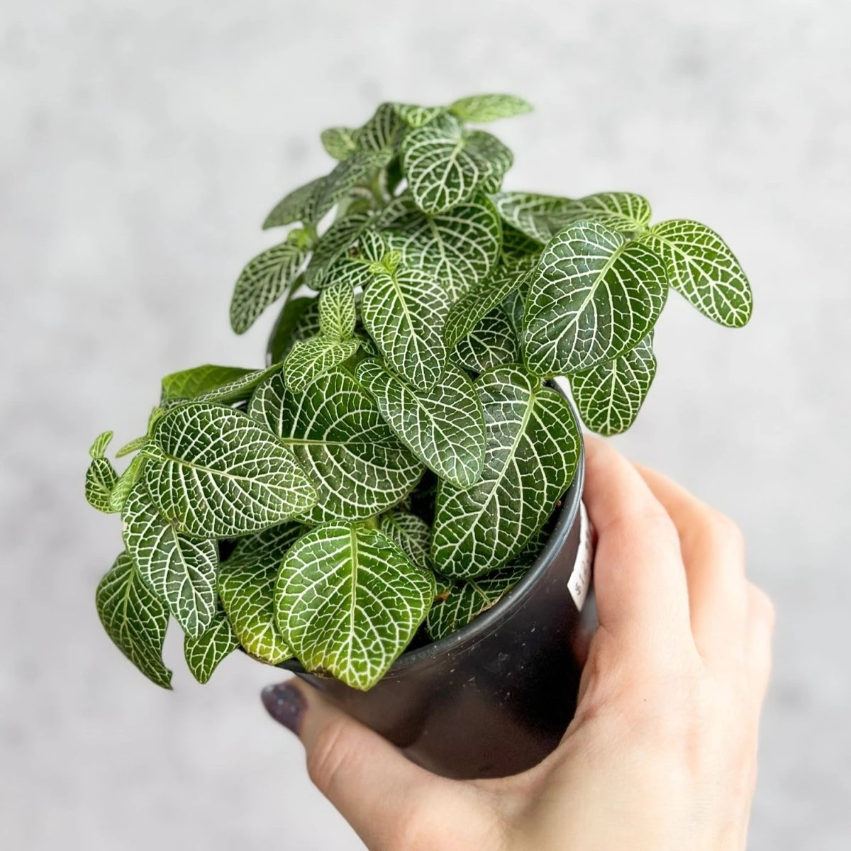 Fittonia Albivenis - Mosaic/Nerve Plant - Various Sizes - Image 2