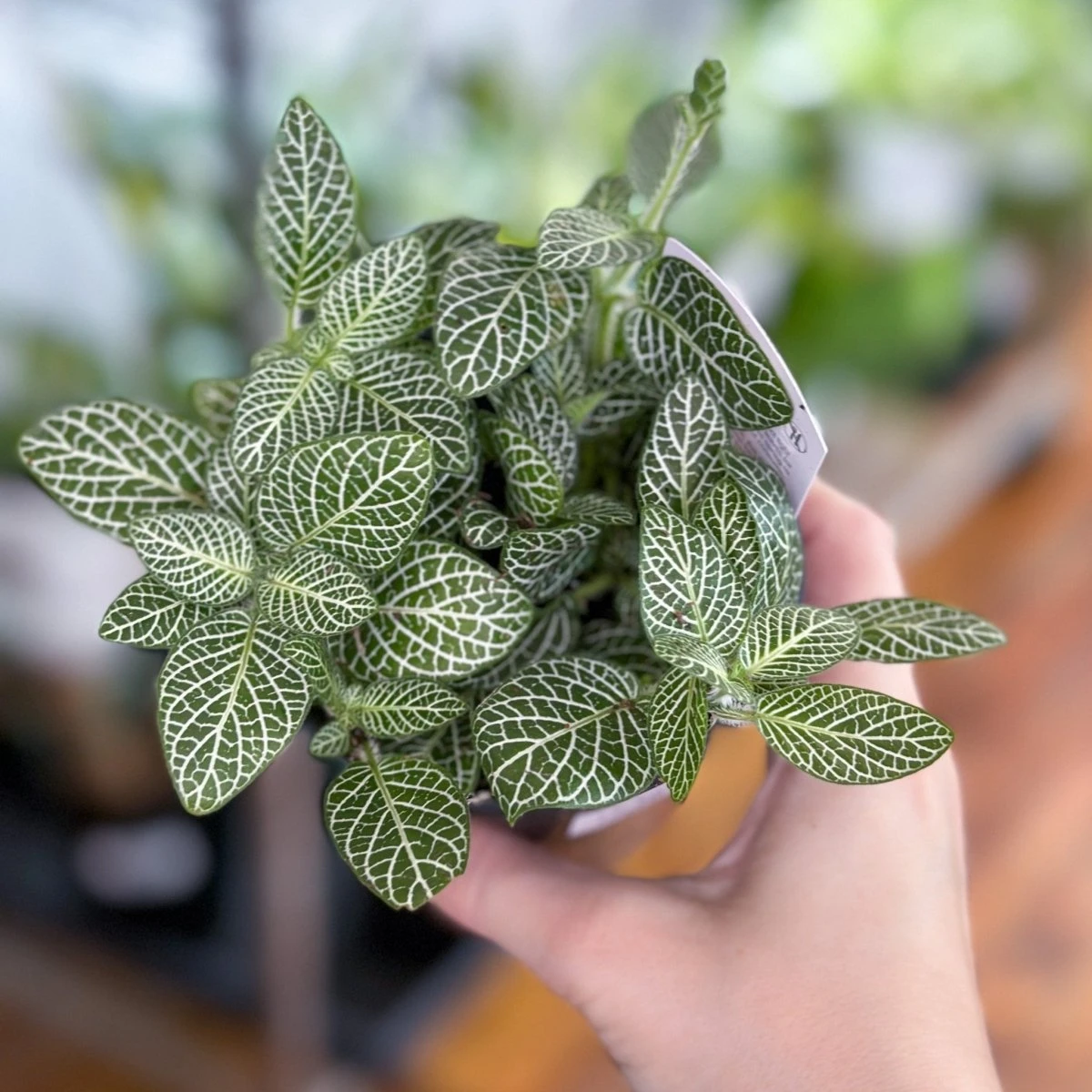 Fittonia Albivenis - Mosaic/Nerve Plant - Various Sizes - Image 3
