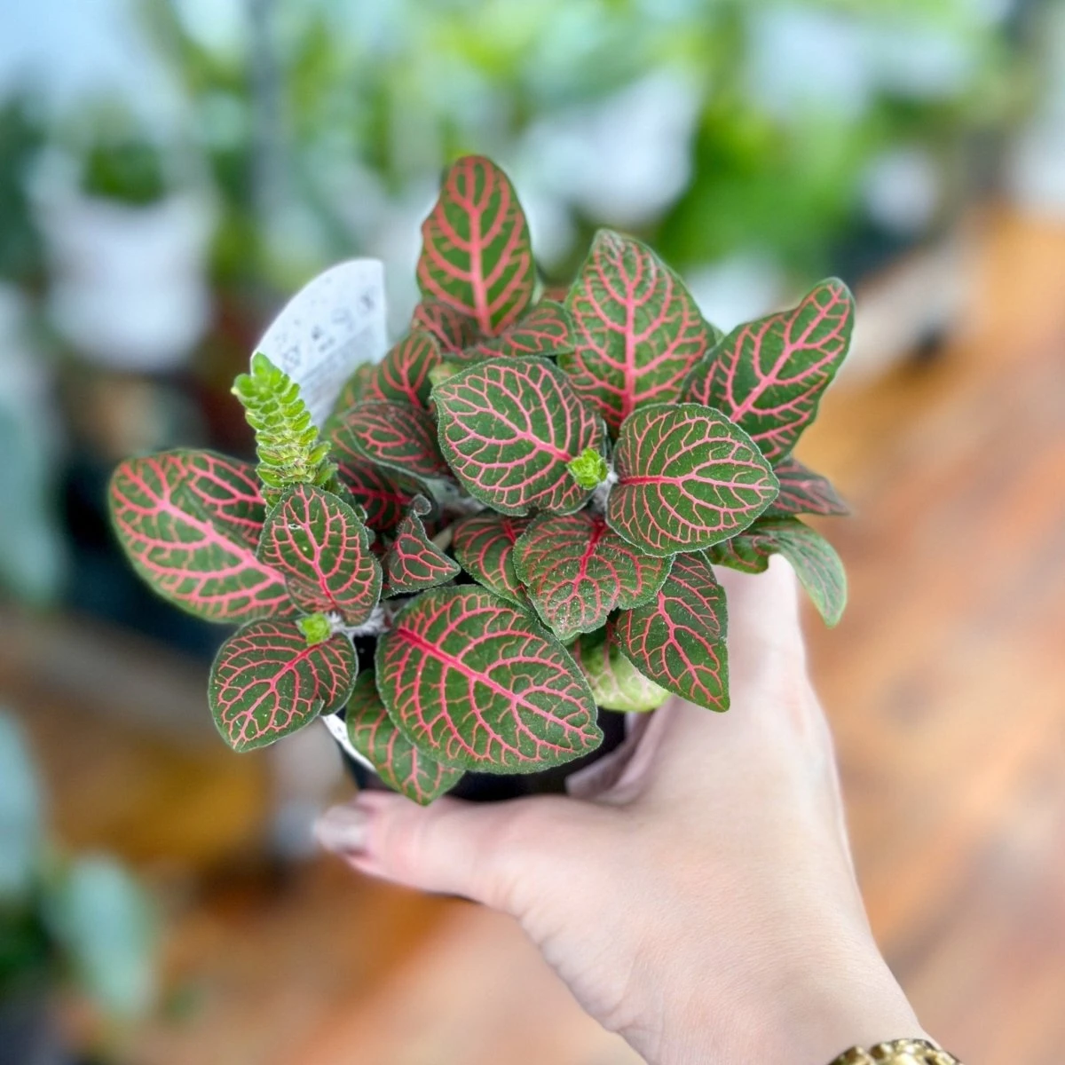 Fittonia Albivenis - Mosaic/Nerve Plant - Various Sizes - Image 6