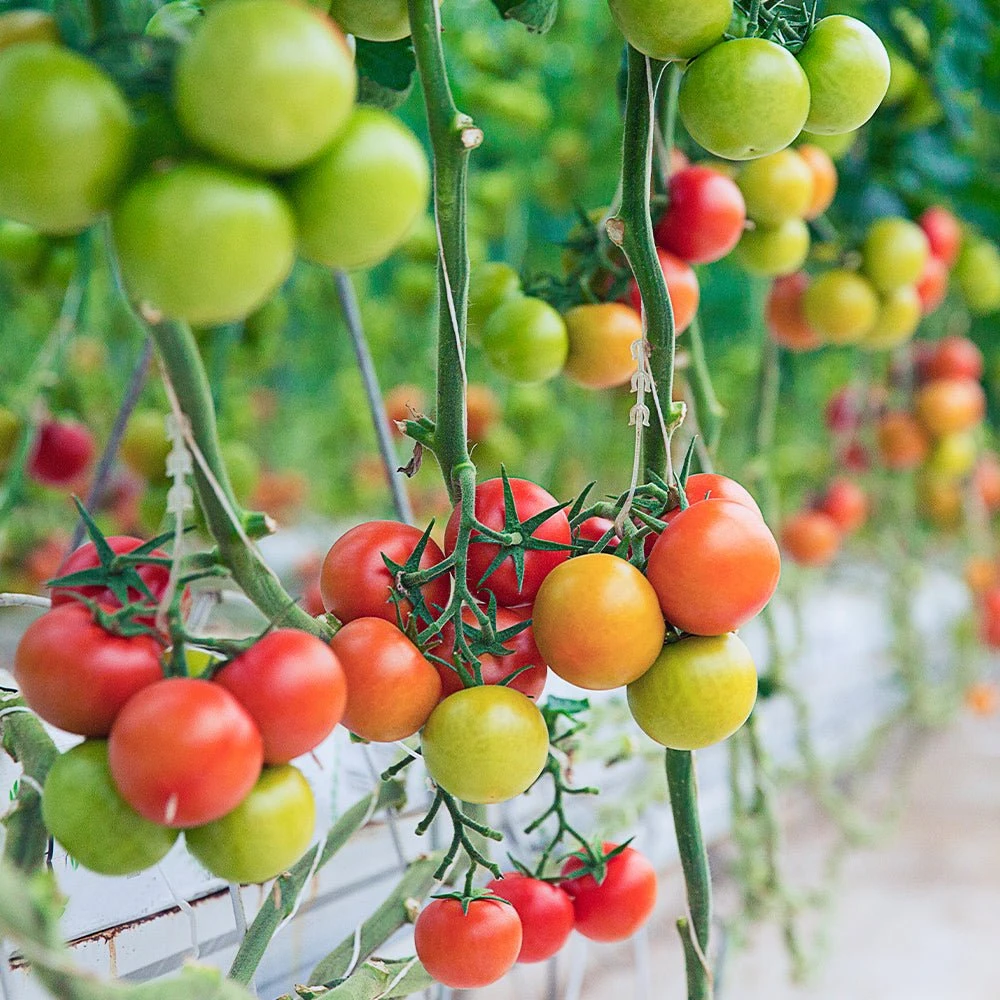 Flowers & Fruits 3-Tier Walden White LED Grow Tent Kit - Image 9