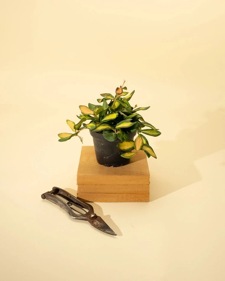 Fuzzy Variegated Hoya - Hoya 'DS70' Variegated - Image 3