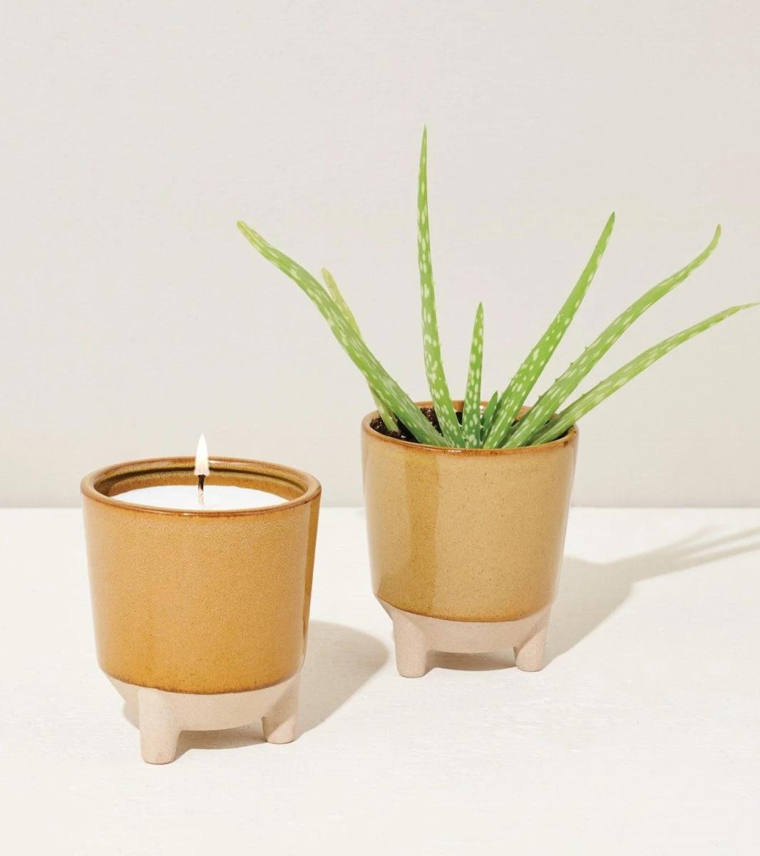 Glow & Grow Candle-to-Planter Kit – Basil, Daisies, Aloe, Or Spruce - Image 8