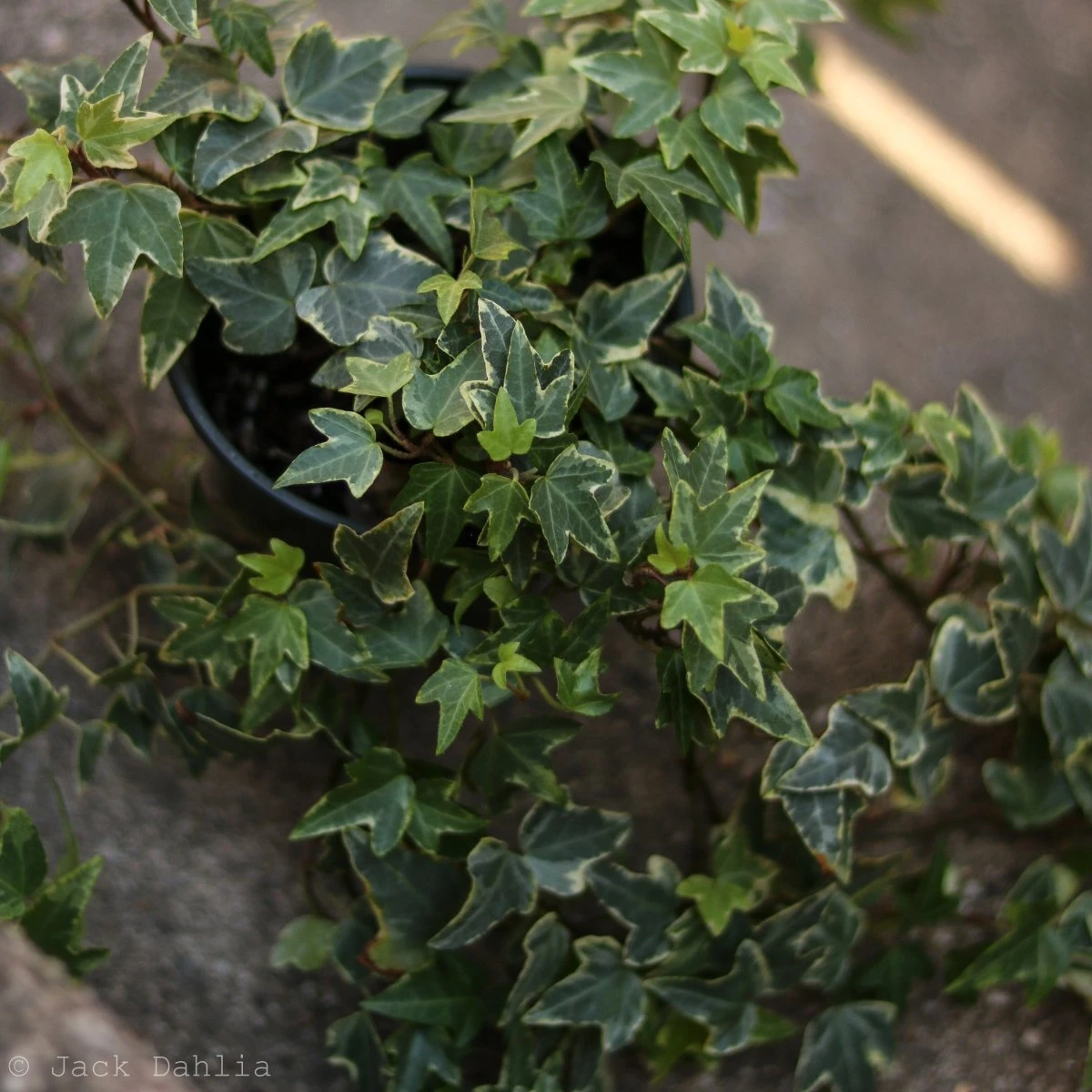 Hedera Helix Variegata ‘Variegated English Ivy’ - Image 7