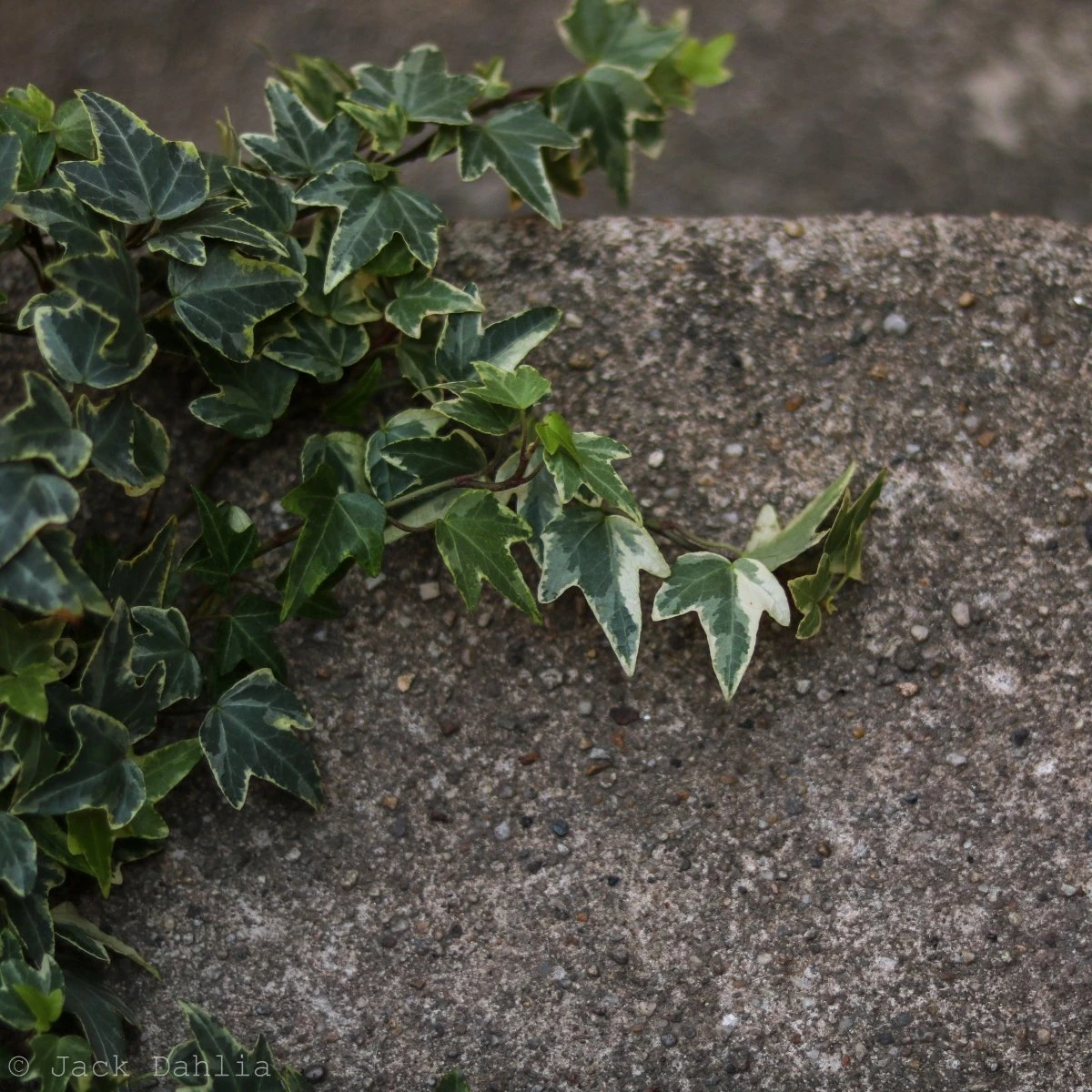 Hedera Helix Variegata ‘Variegated English Ivy’ - Image 8