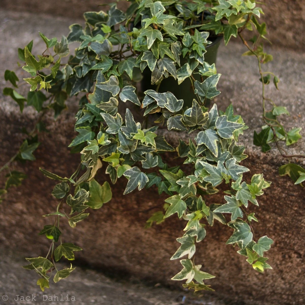 Hedera Helix Variegata ‘Variegated English Ivy’ - Image 5