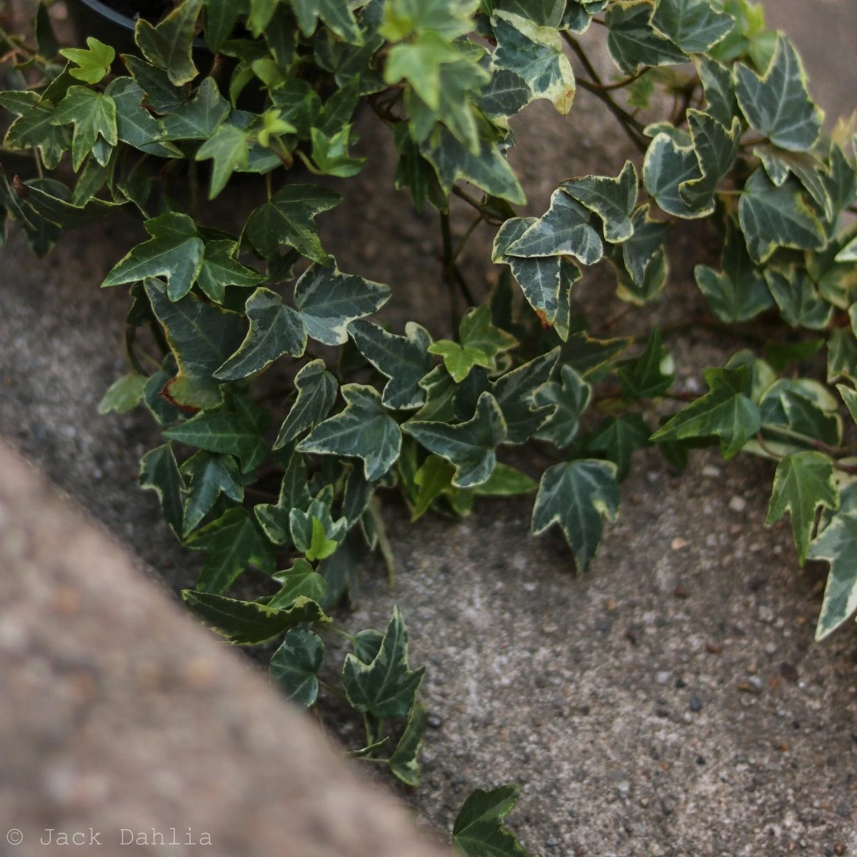 Hedera Helix Variegata ‘Variegated English Ivy’ - Image 3