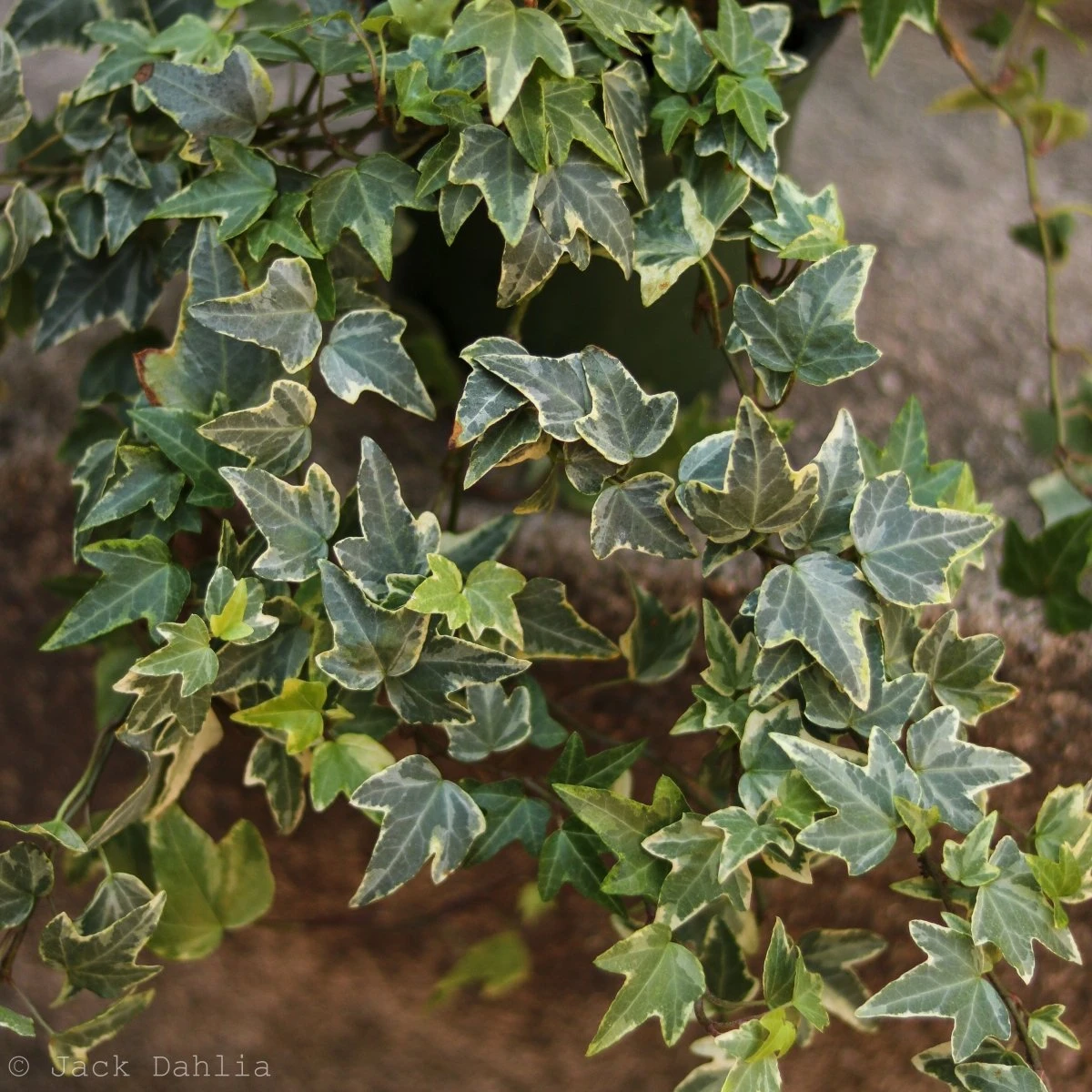 Hedera Helix Variegata ‘Variegated English Ivy’ - Image 6