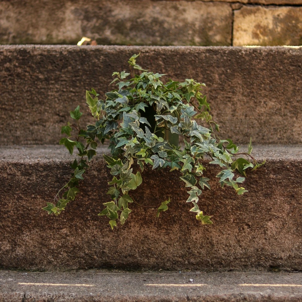 Hedera Helix Variegata ‘Variegated English Ivy’ - Image 2