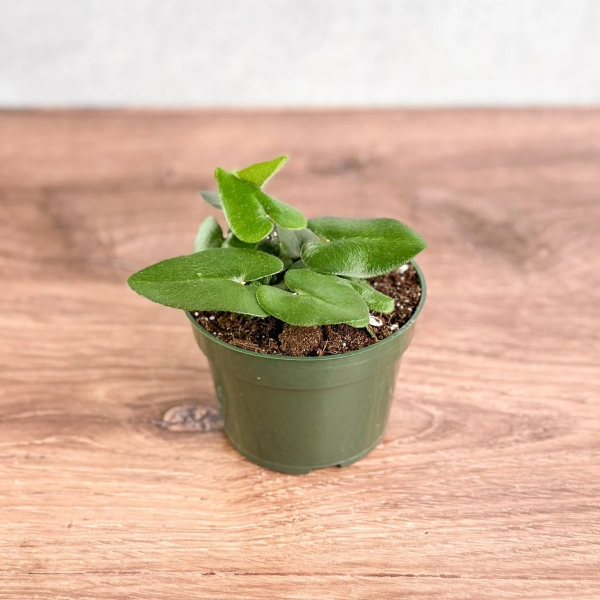 Hemionitis Arifolia 'Heart Fern' - Image 3