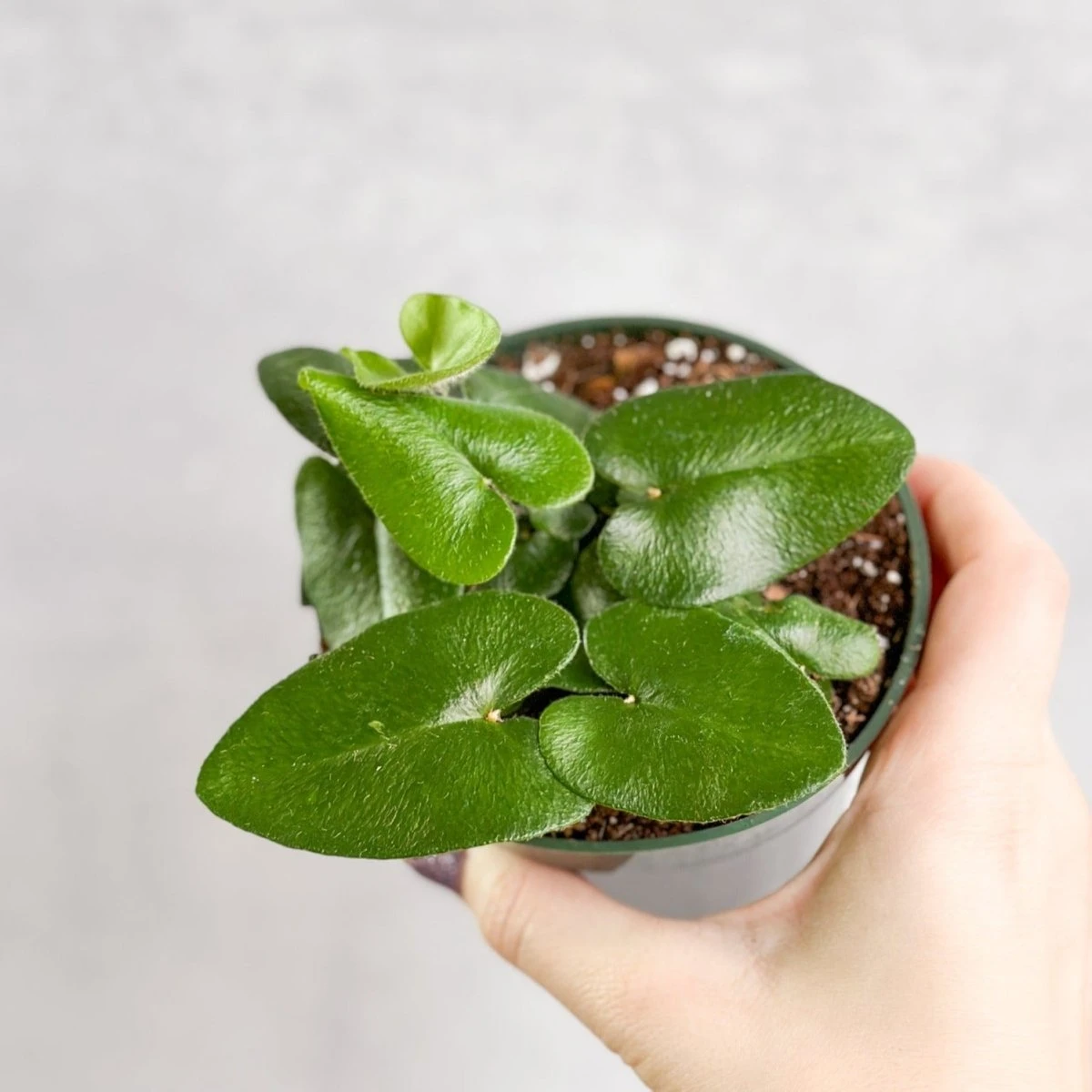 Hemionitis Arifolia 'Heart Fern'