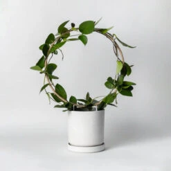 Hemp Circle Trellis Support