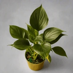 Homalomena ‘Emerald Gem’ – Low Maintenance Tropical Foliage Plant