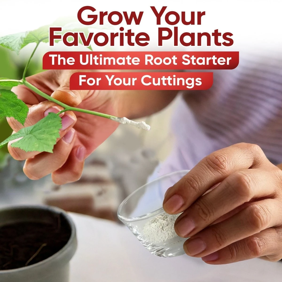 Hormex Rooting Powder #16 β 1.60% IBA Professional-Grade Cloning Hormone For Difficult Hardwood Cuttings - Image 6