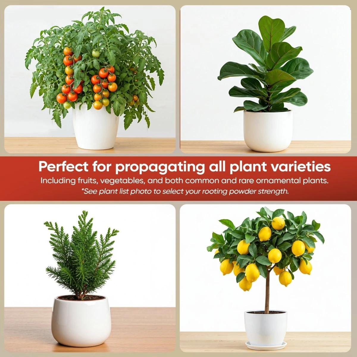 Hormex Rooting Powder #8 – 0.80% IBA Cloning Hormone For Semi-Hardwood Houseplants & Tree Cuttings - Image 3