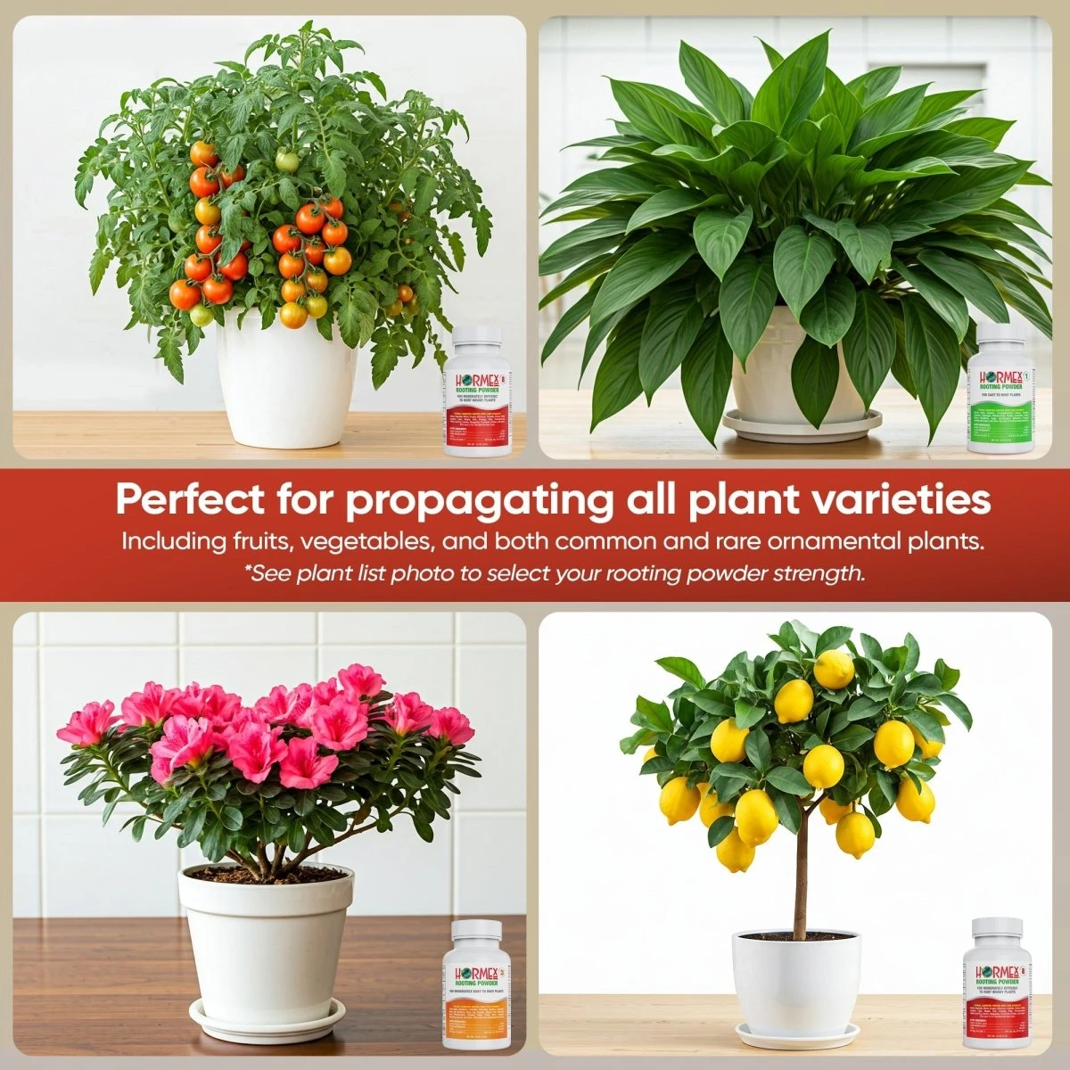 Hormex Rooting Powder Pack – #1, #3 & #8 IBA Cloning Kit For Softwood To Semi-Hardwood Cuttings - Image 4