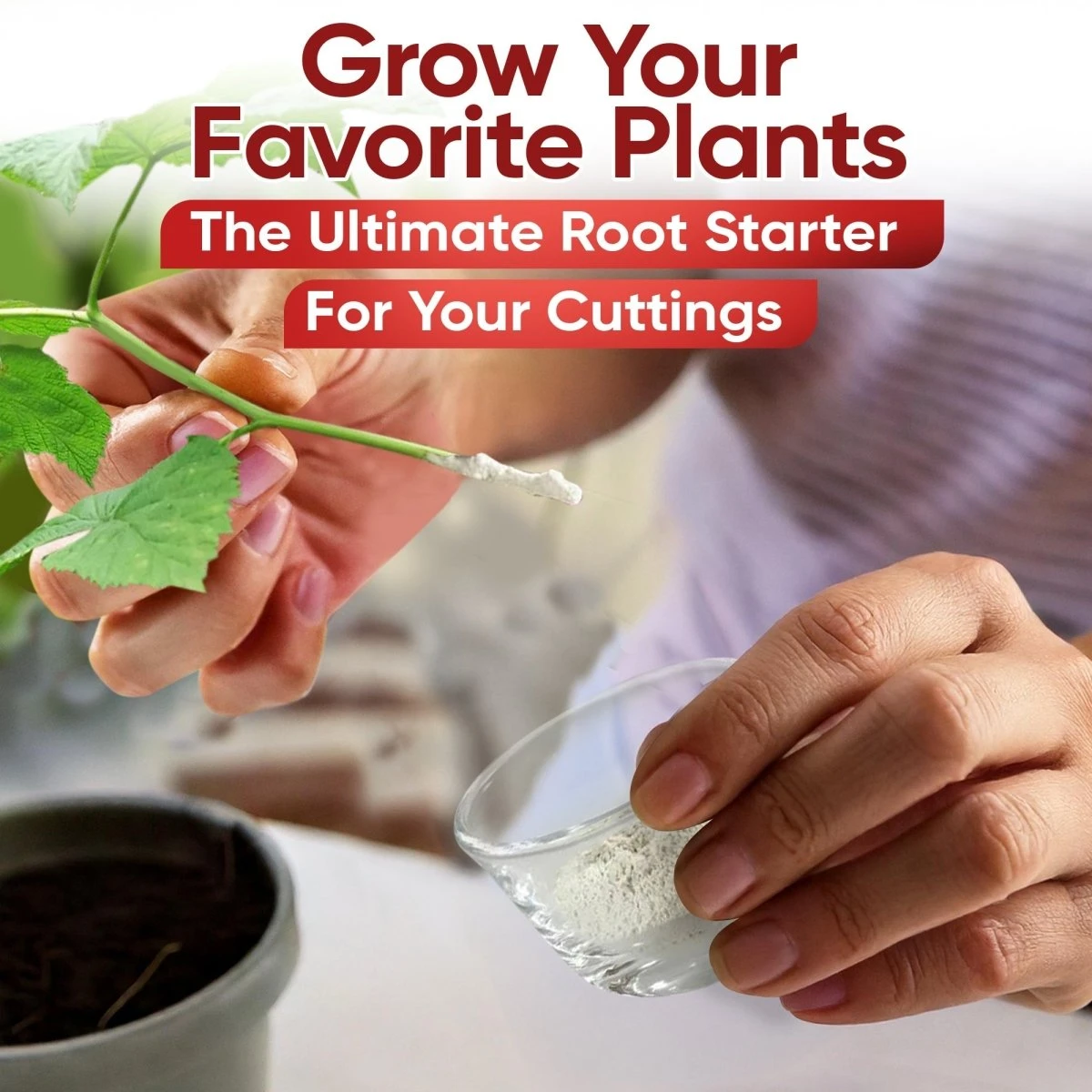 Hormex Rooting Powder Pack – #3, #8 & #16 High-Strength Cloning Kit For Semi-Softwood To Hardwood Cuttings - Image 3