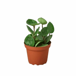 Hoya Chelsea - Chelsea Flowering Wax Vine