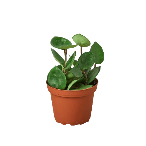 Hoya Chelsea - Chelsea Flowering Wax Vine