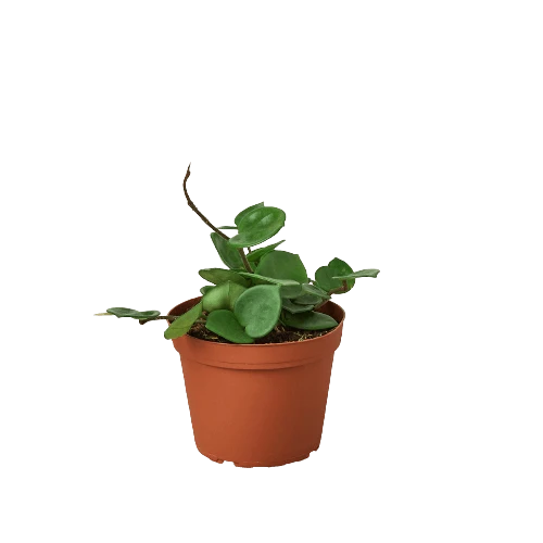 Hoya Chelsea - Chelsea Flowering Wax Vine - Image 2