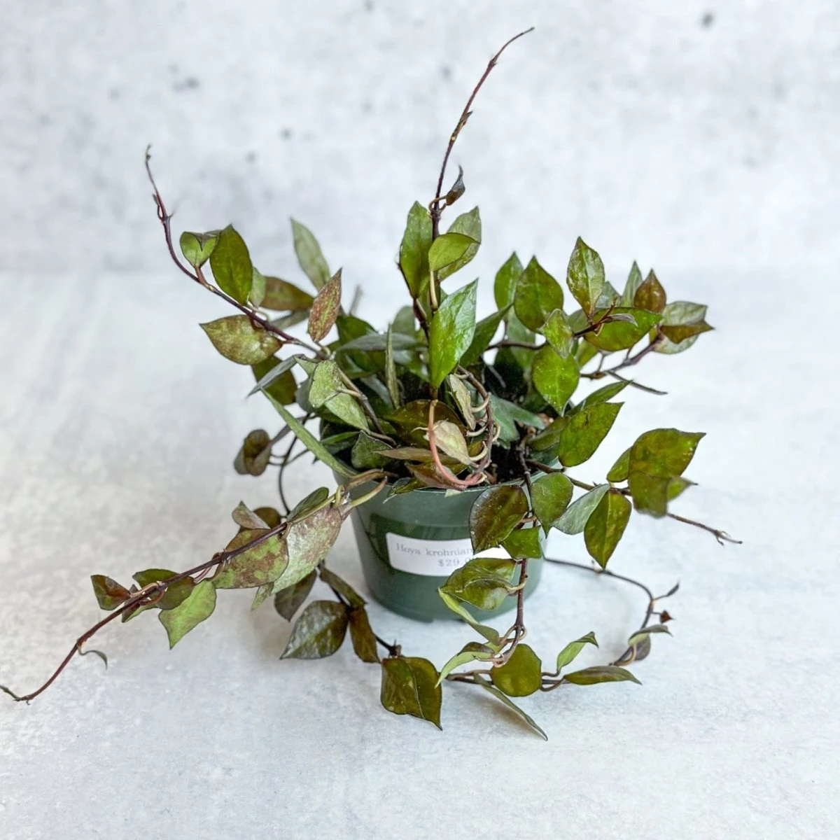 Hoya Khroniana 'Black' - Black Hoya - 4 Inch - Image 2