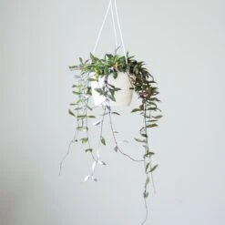 Hoya Lacunosa ‘Royal Flush’