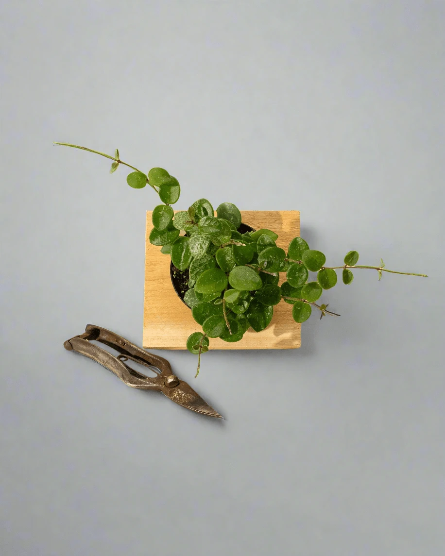 Hoya 'Mathilde' - Miniature Wax Plant - Image 7