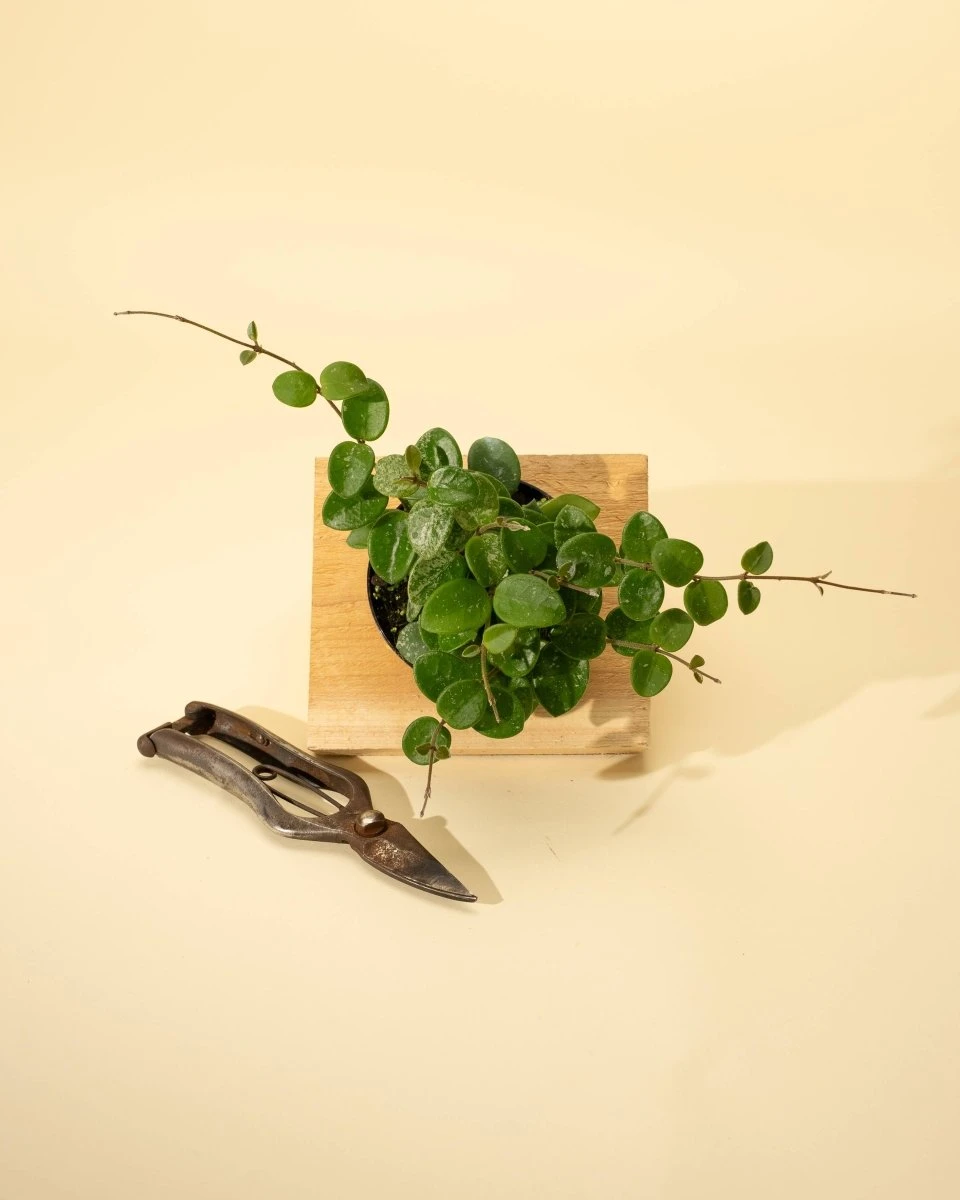 Hoya 'Mathilde' - Miniature Wax Plant - Image 2