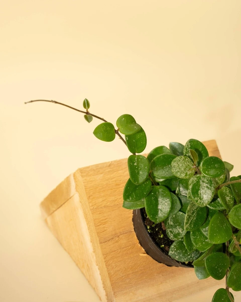 Hoya 'Mathilde' - Miniature Wax Plant - Image 6