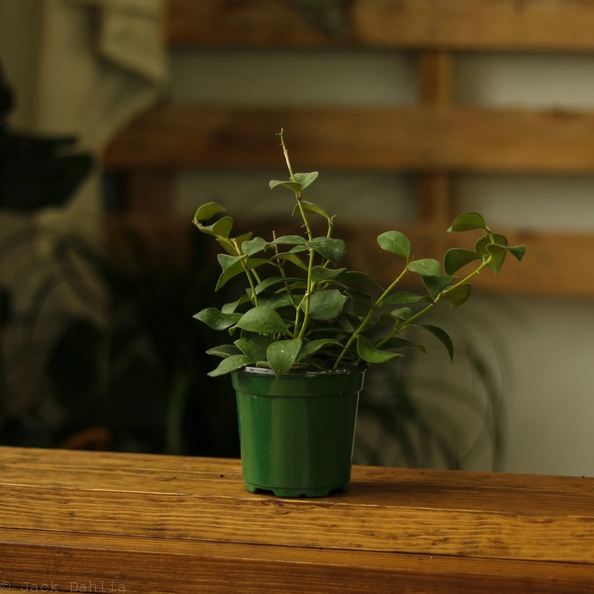 Hoya Pubera Nummularioides - Image 3