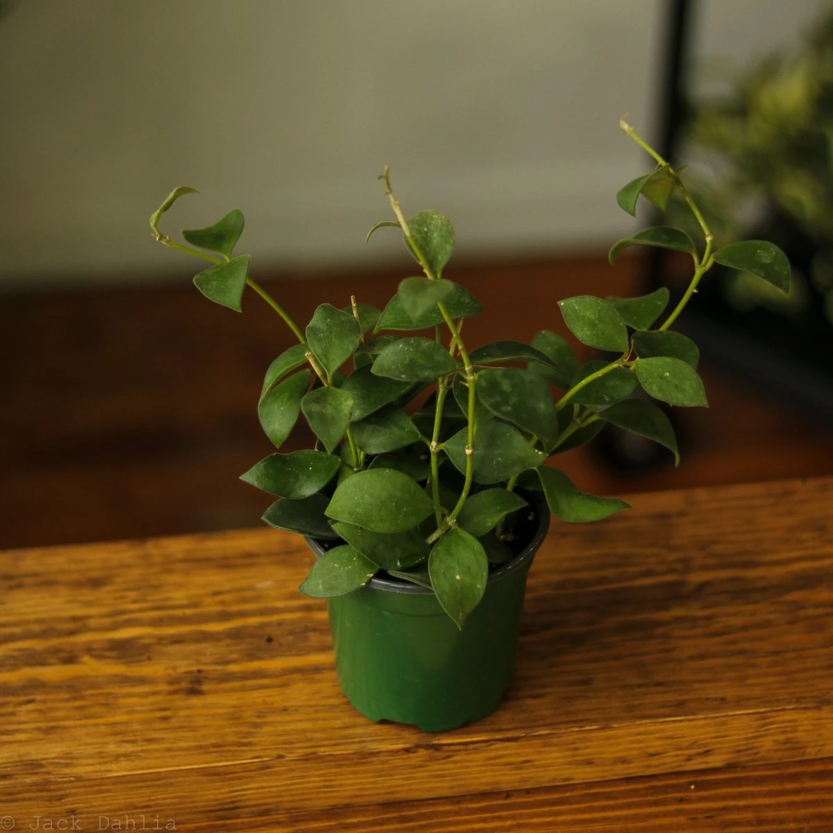 Hoya Pubera Nummularioides