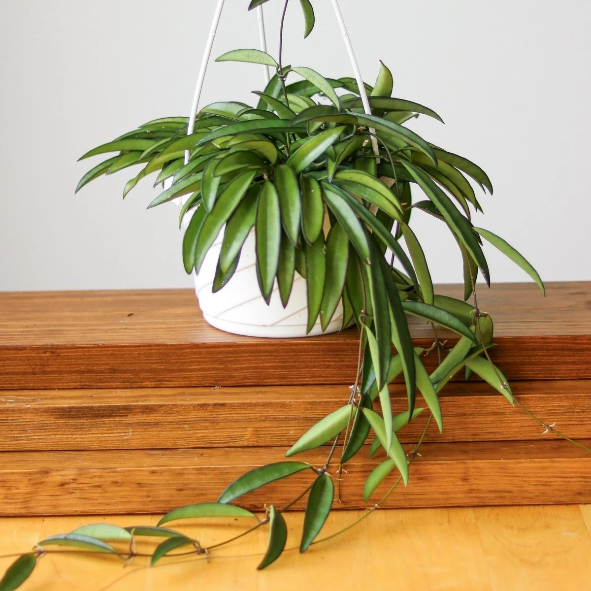 Hoya Wayetti - Waytti Hoya - Image 2