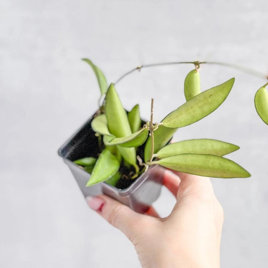 Hoya Wayetti - Waytti Hoya - Image 6